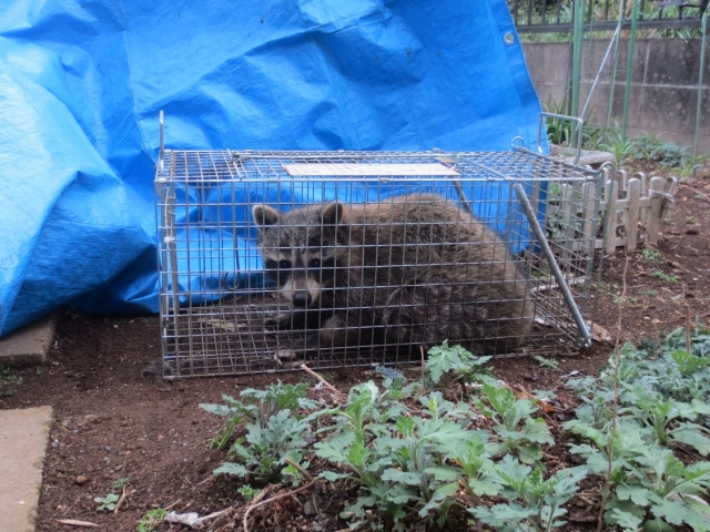 千葉県の空き家で増えている“害虫・害獣トラブル”